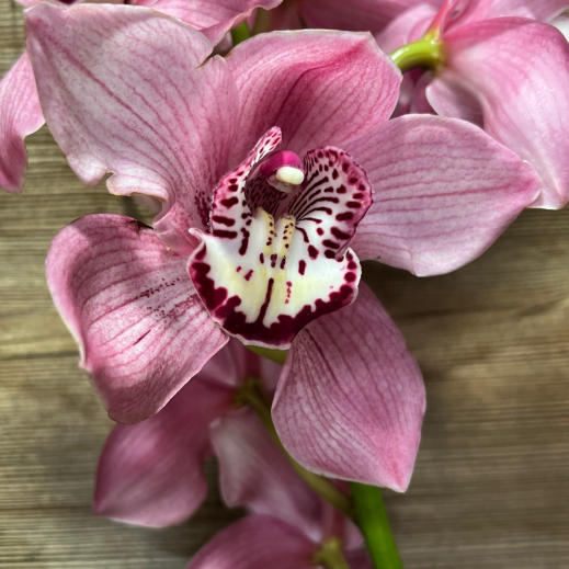 Cymbidium-Orchidee_2.png