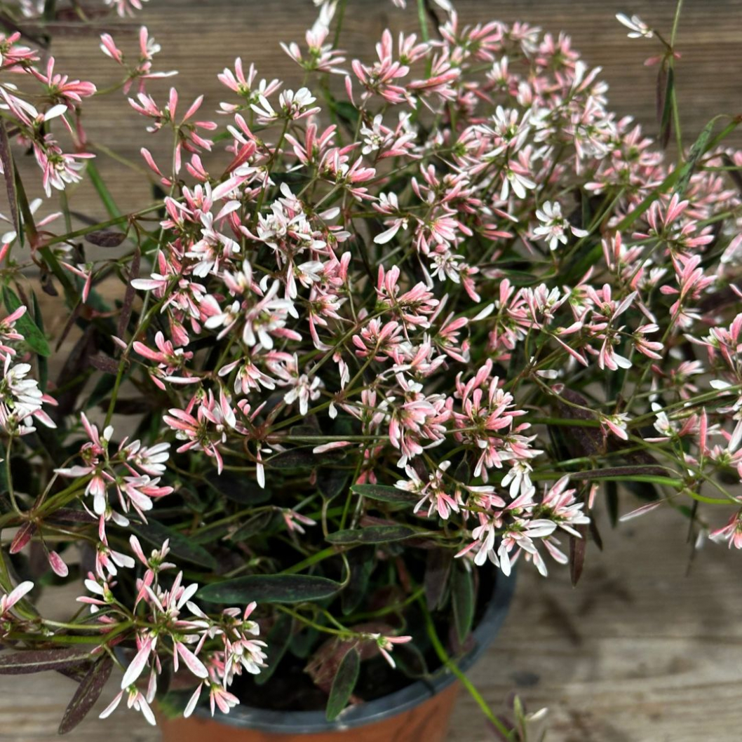 Somemr Pflanze rosa Euphorbia - Bepflanzt in einem Korb vor dem Haus