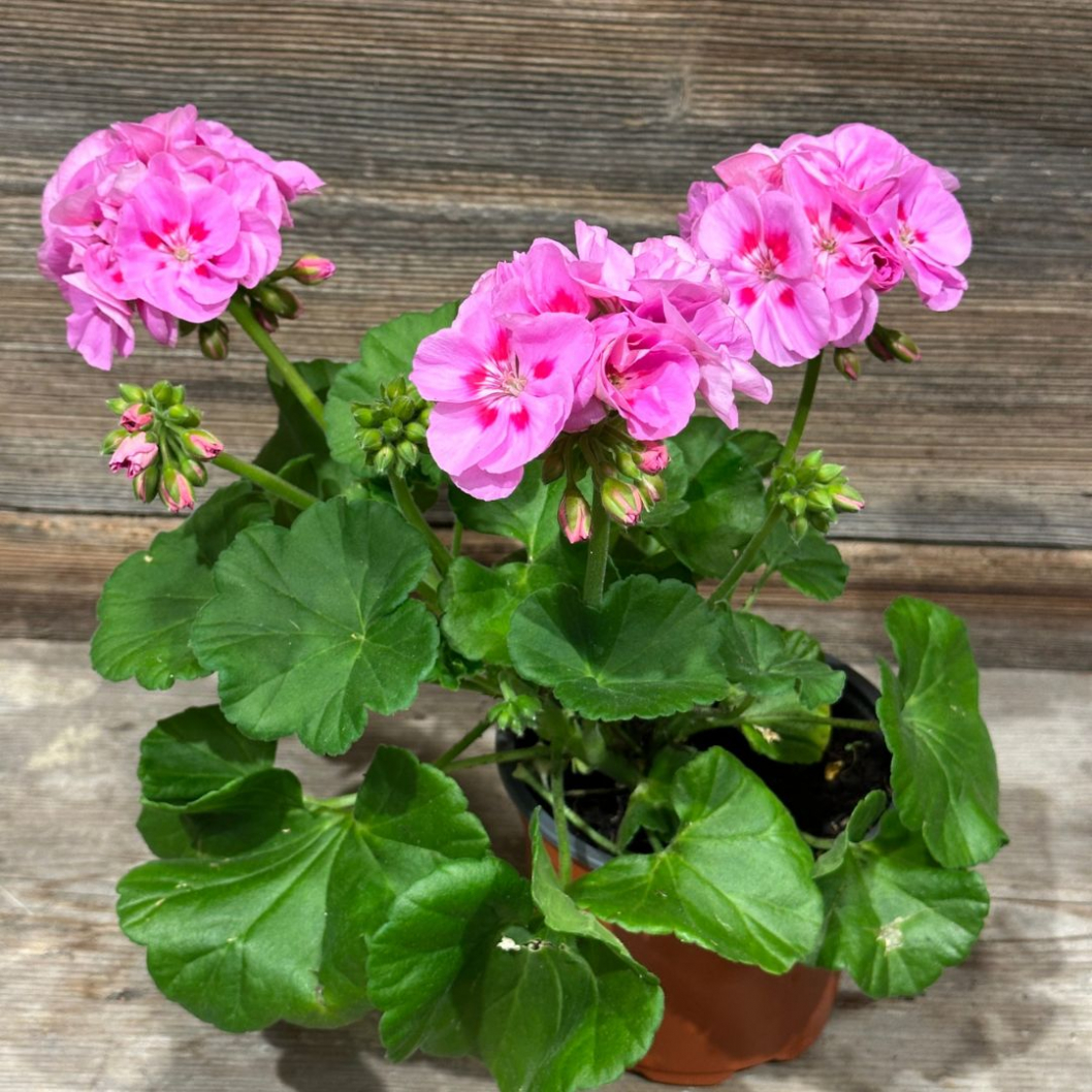 Geranium in Korb für den Sommer einpflanzen