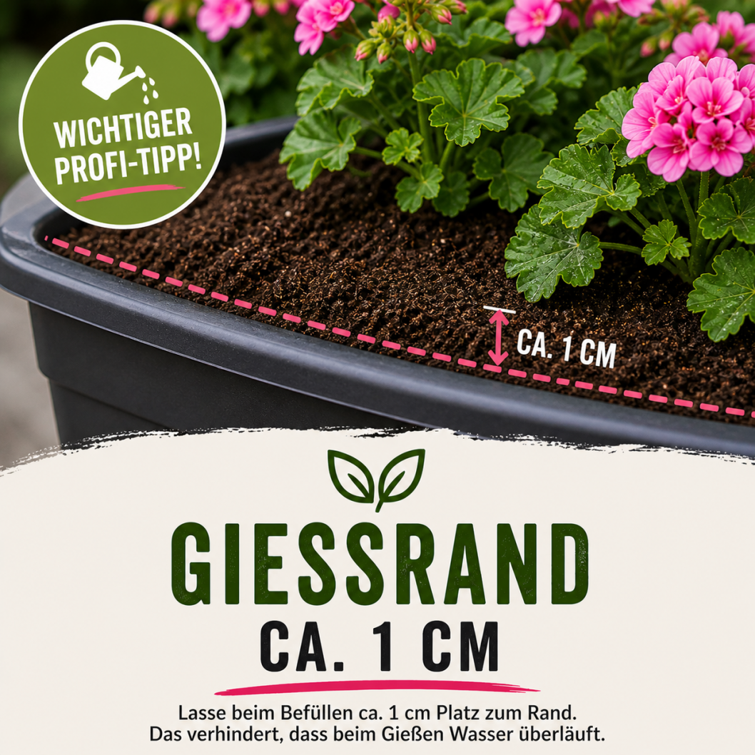 Giessrand 1 cm beachten für sauberes Giessen bei Balkon Deko