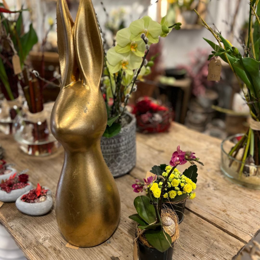 Goldhase.jpg