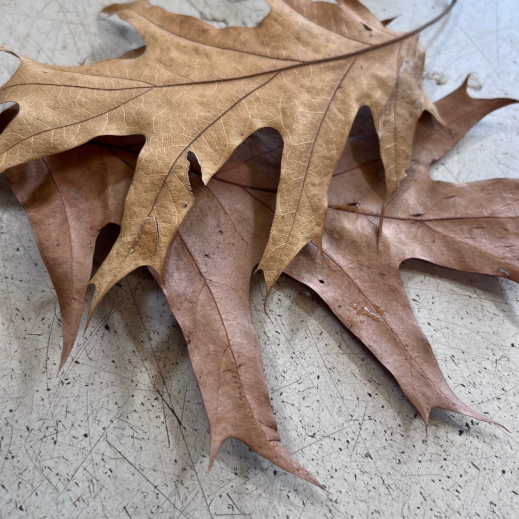 Herbstblaetter.png