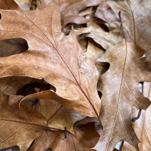 Herbstdeko-idee-mit-Laubblaetter.png