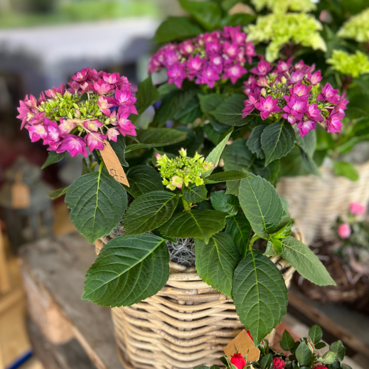 Hortensie.png