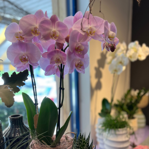 Phalaenopsis-rosa-.png