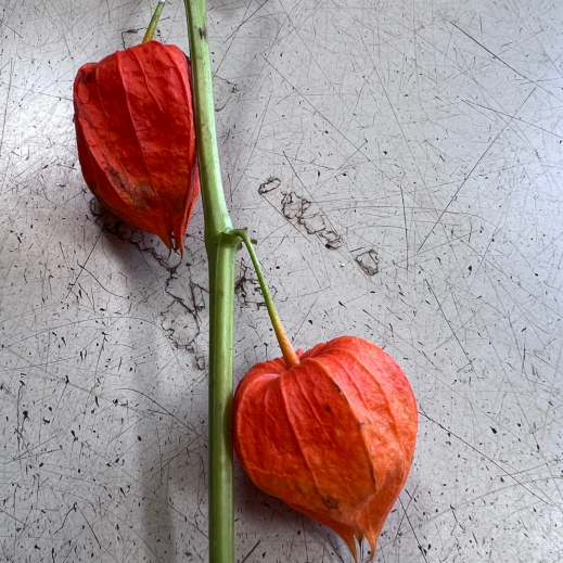Physalis.png