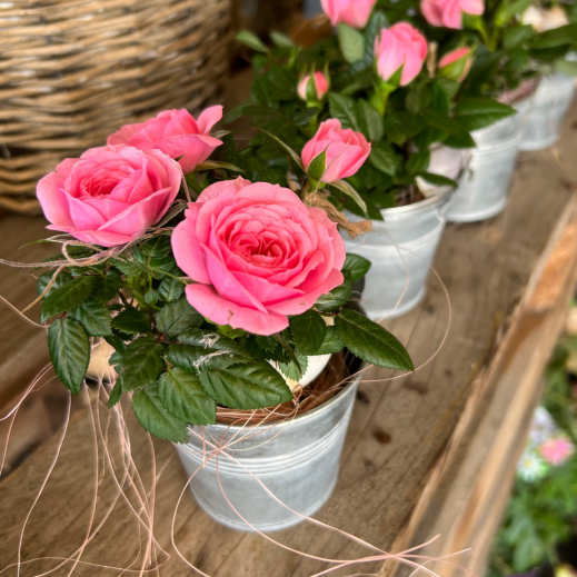Rose-Muttertag.png