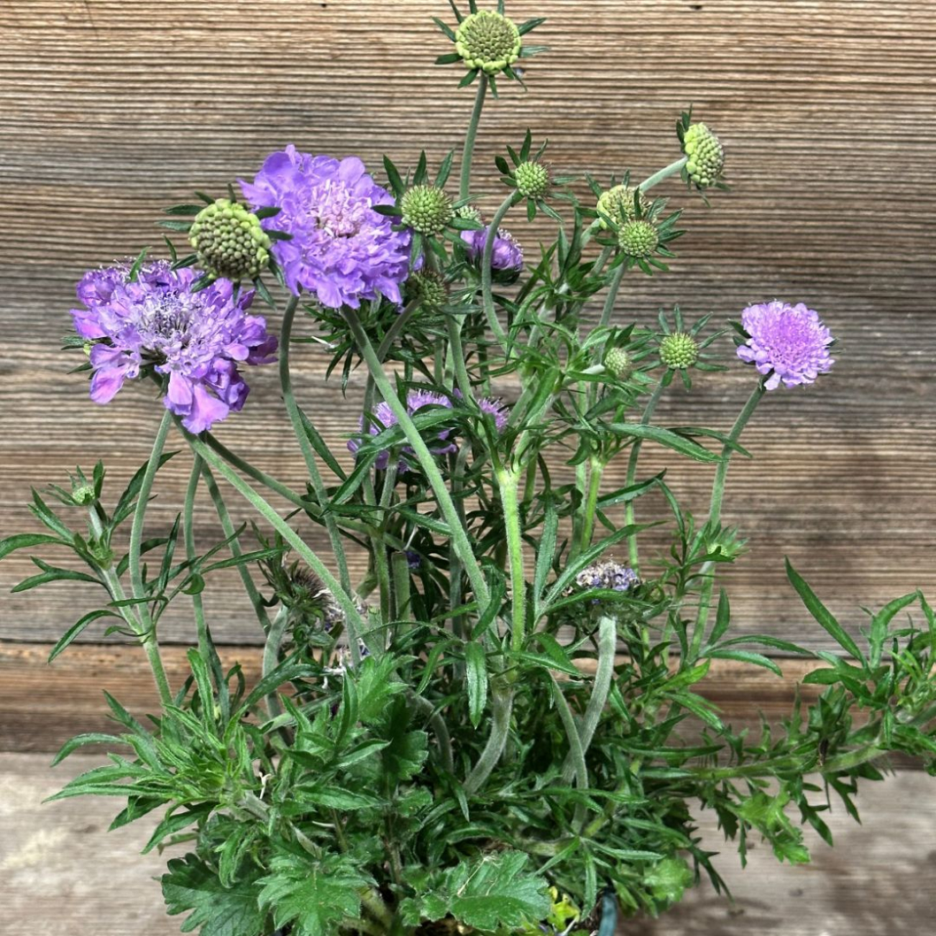 Scabiosa Pflanze - Bepflanzt in einem korb vor dem Haus