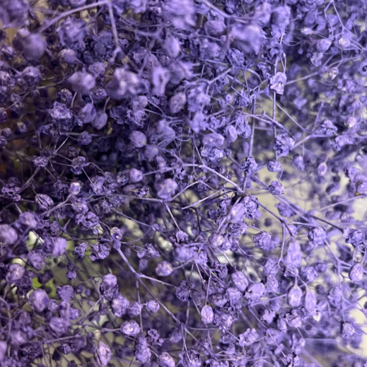 Schleierkraut-violett.png