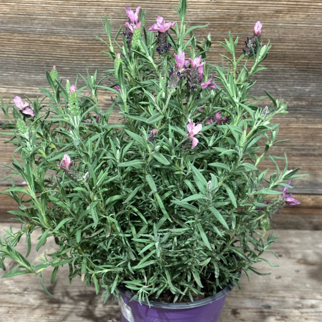 Schmetterlings Lavendel liebt sonnige Standorte - Sommer Deko 