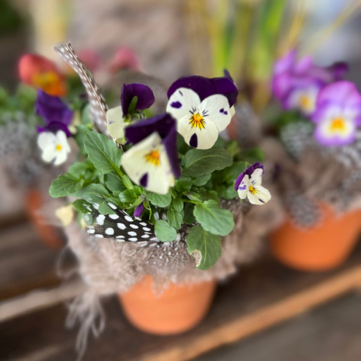 Viola-Cornuta.jpg